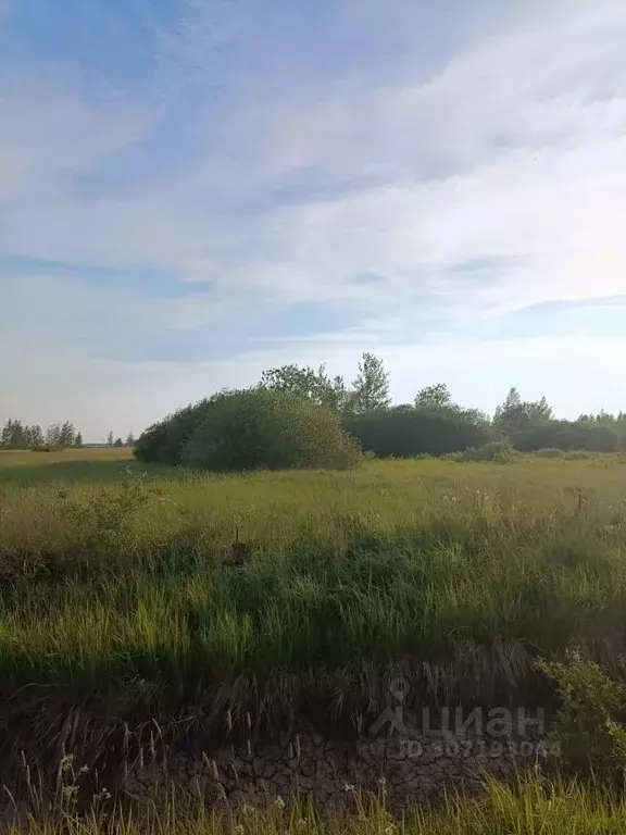 Участок в Новгородская область, Новгородский район, Борковское с/пос  ... - Фото 1