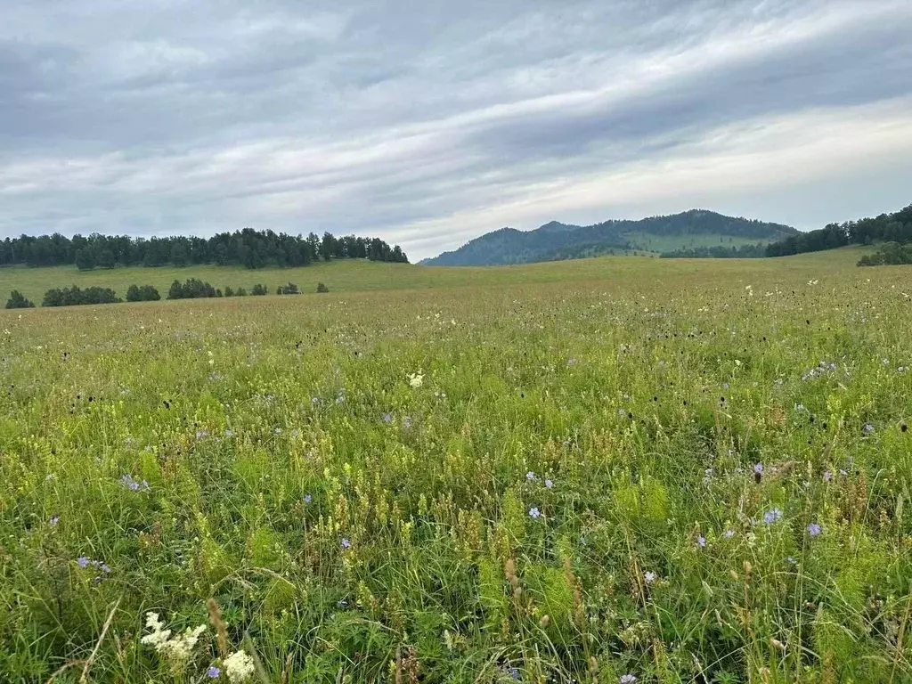 Участок в Алтай, Чемальский район, пос. Верх-Анос ул. Центральная ... - Фото 1