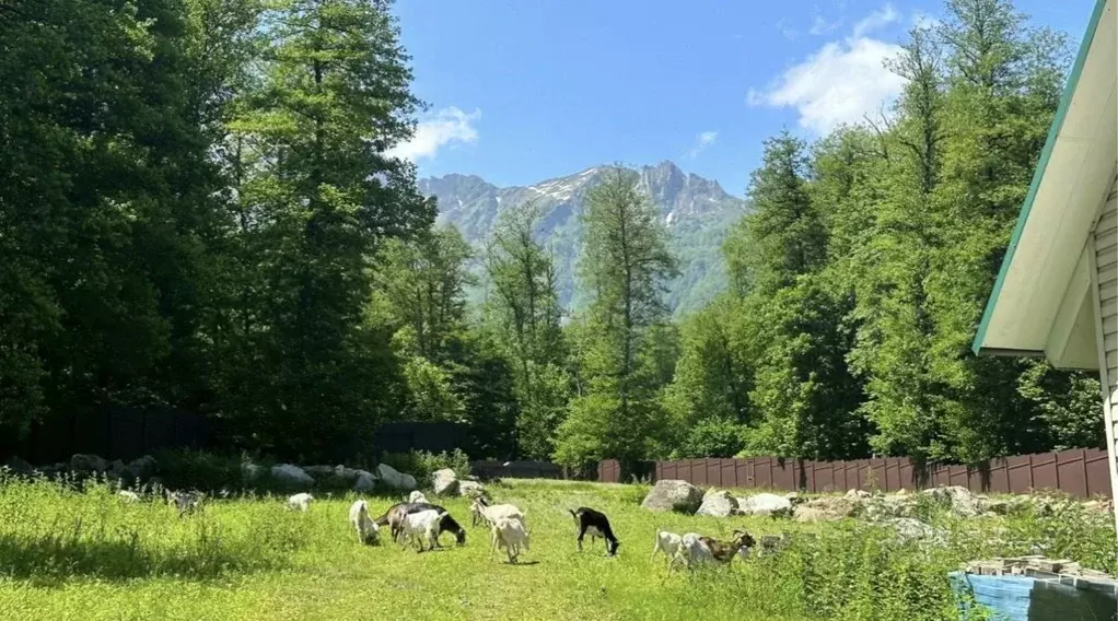 Участок в Краснодарский край, Сочи Красная Поляна пгт, Микрорайон ... - Фото 1
