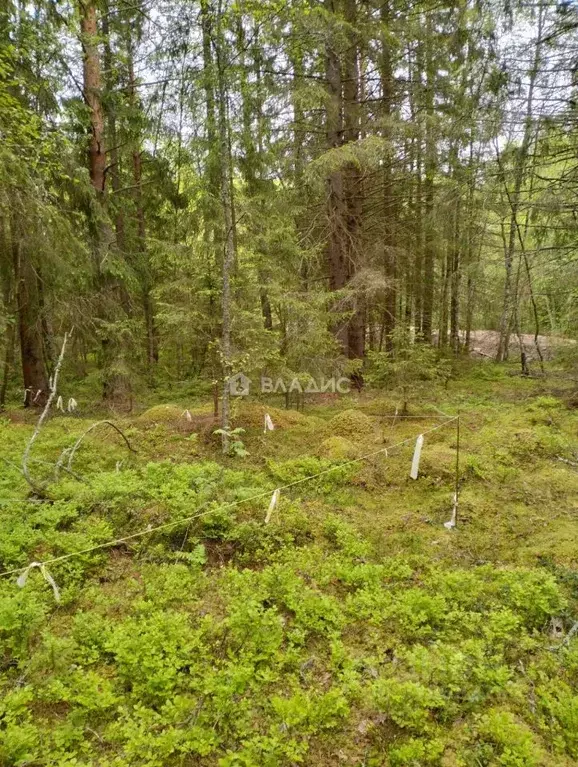 Участок в Карелия, Питкярантский муниципальный округ, д. Хийденсельга ... - Фото 2