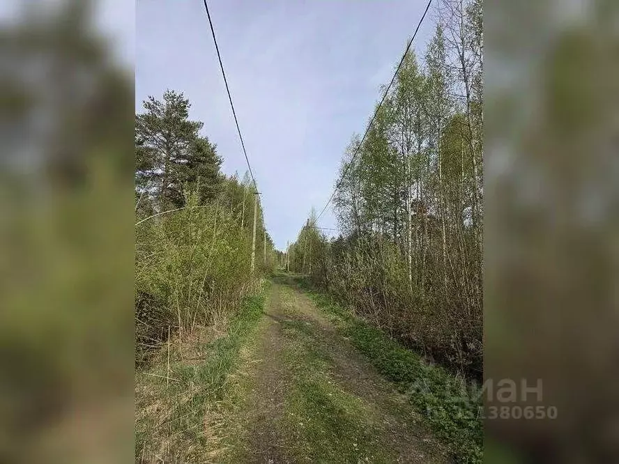 Участок в Ленинградская область, Волховский район, Кисельнинское ... - Фото 2