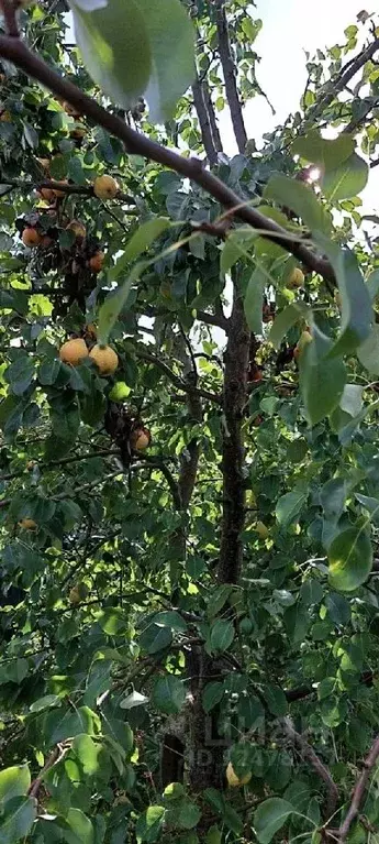 Участок в Ленинградская область, Волосово Ленинградская ул., 10 (7.5 ... - Фото 0