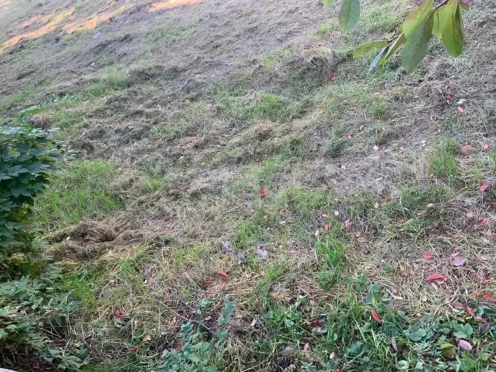 Участок в Амурская область, Ивановский муниципальный округ, с. ... - Фото 1