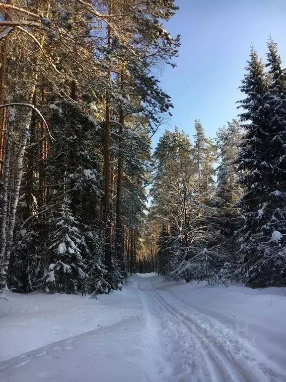 Участок, 6 сот., поселения (ижс) - Фото 1