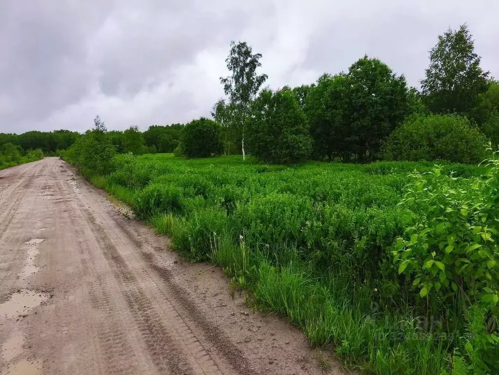 Участок в Новгородская область, Новгородский район, Трубичинское ... - Фото 2