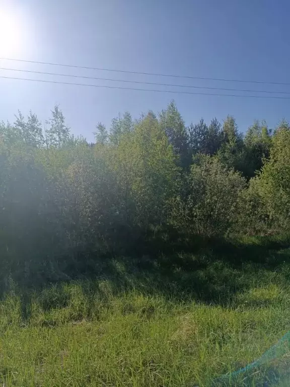 Участок в Владимирская область, Судогодский район, Лавровское ... - Фото 1