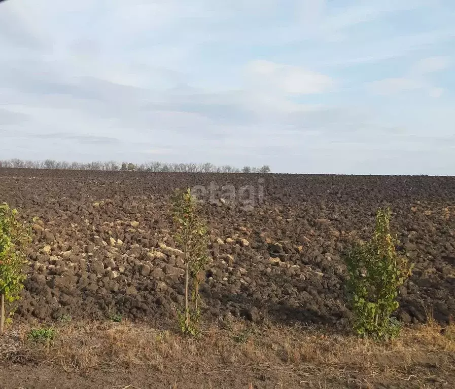 Участок в Белгородская область, Новооскольский муниципальный округ, с. ... - Фото 1