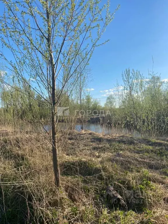 Участок в Новосибирская область, Новосибирский район, Криводановский ... - Фото 1