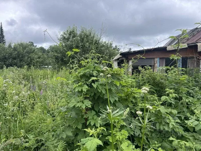 Участок в Новосибирская область, Новосибирск Золотая Горка СНТ, аллея ... - Фото 1