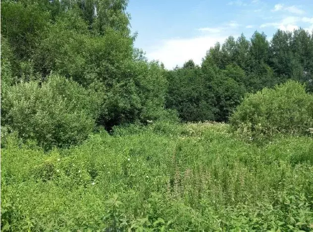 Участок в Московская область, Дмитровский муниципальный округ, с. ... - Фото 0