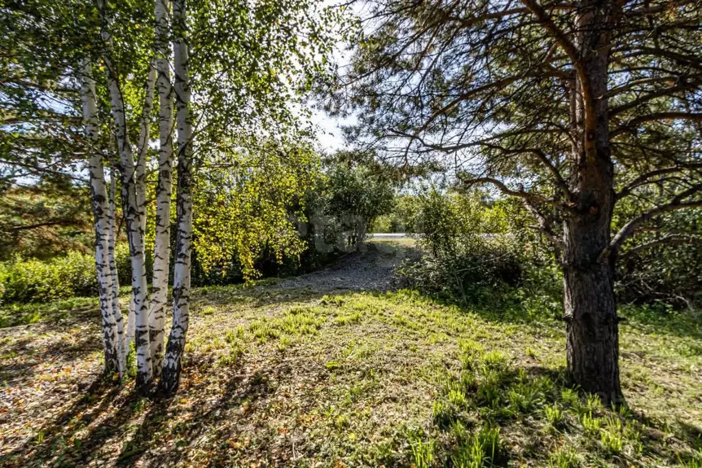 Участок в Тюменская область, Тюменский муниципальный округ, д. Черная ... - Фото 1