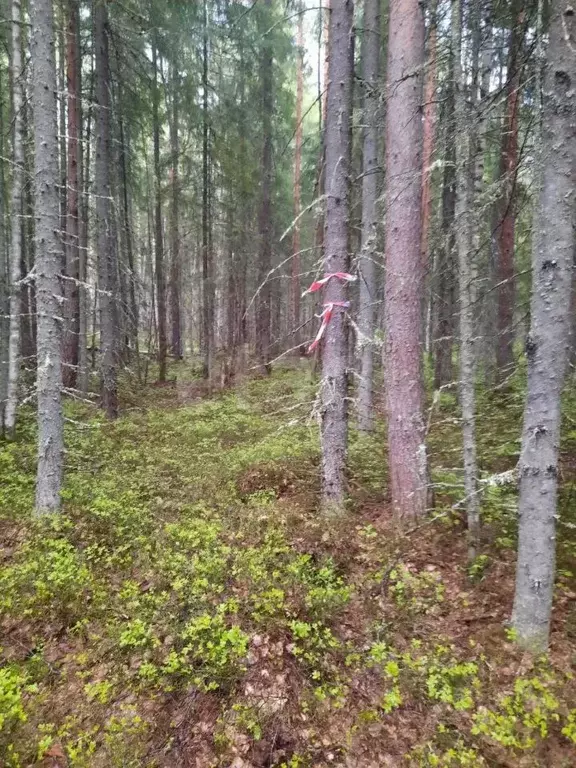 Участок в Карелия, Прионежский район, Деревянское с/пос, Онежец-4 СНТ ... - Фото 0