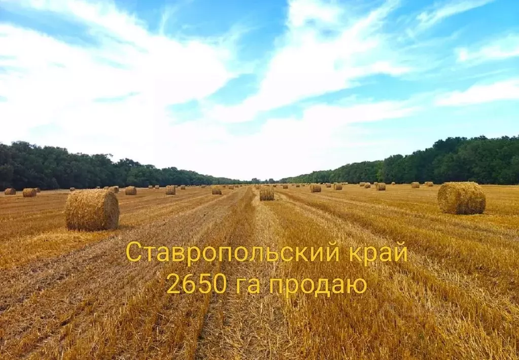 Участок в Ставропольский край, Курский муниципальный округ  (2650.0 ... - Фото 1