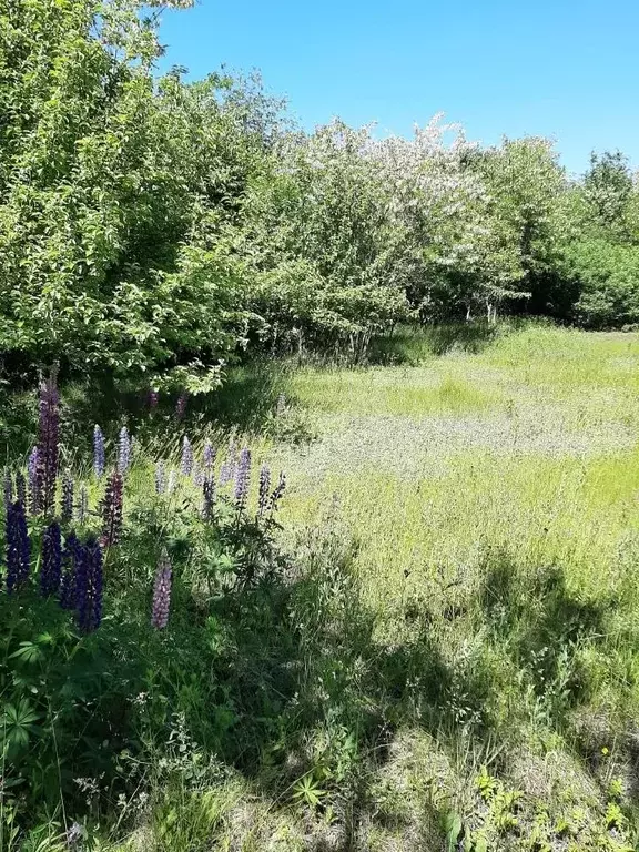 Участок в Белгородская область, Белгородский район, с. Стрелецкое  ... - Фото 0