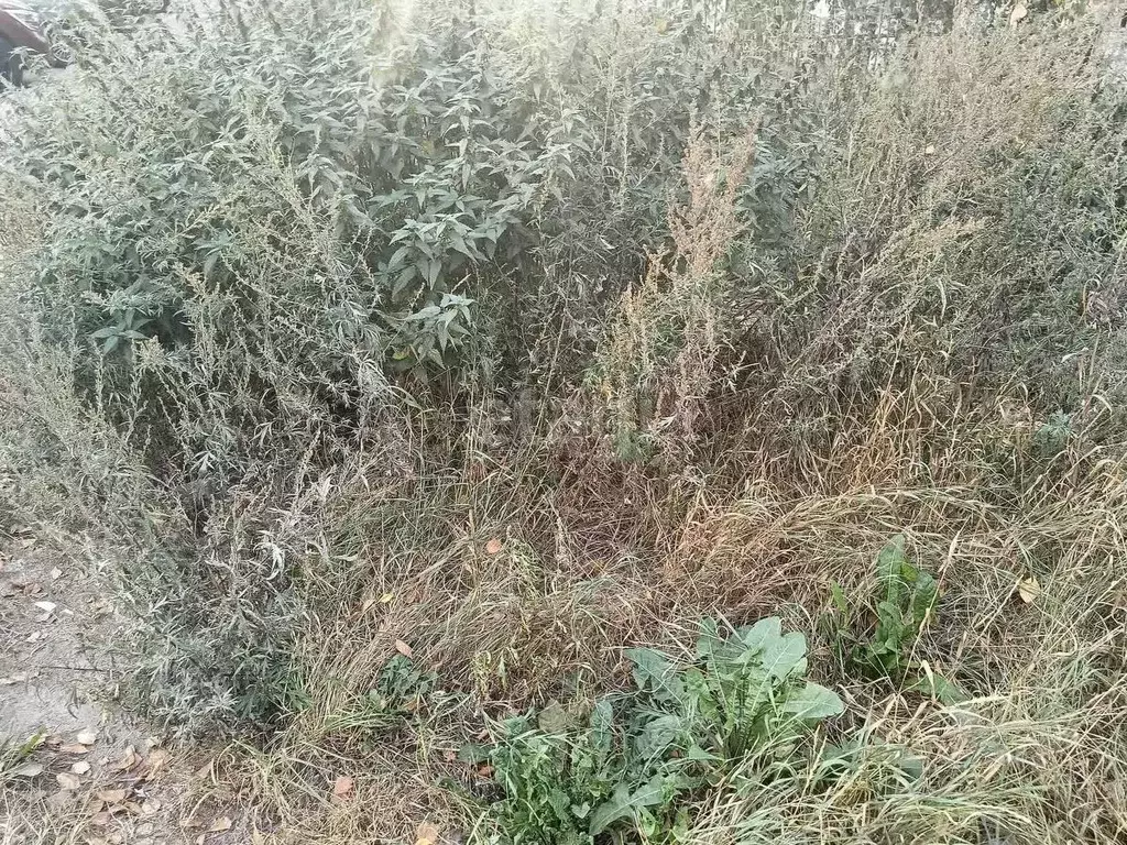 Участок в Коми, Сыктывдинский район, Ыб муниципальное образование, д. ... - Фото 2