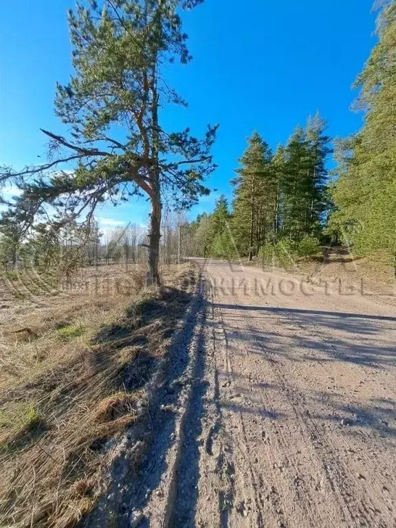 Участок в Ленинградская область, Выборгский район, Каменногорское ... - Фото 1