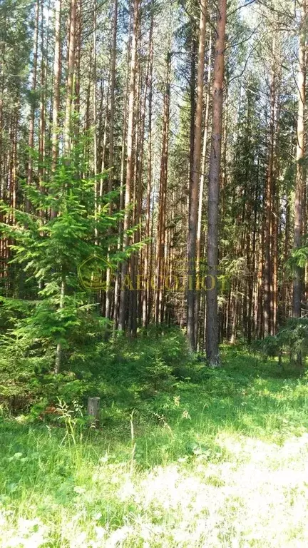 Участок в Свердловская область, Ревда муниципальный округ, пос. ... - Фото 2