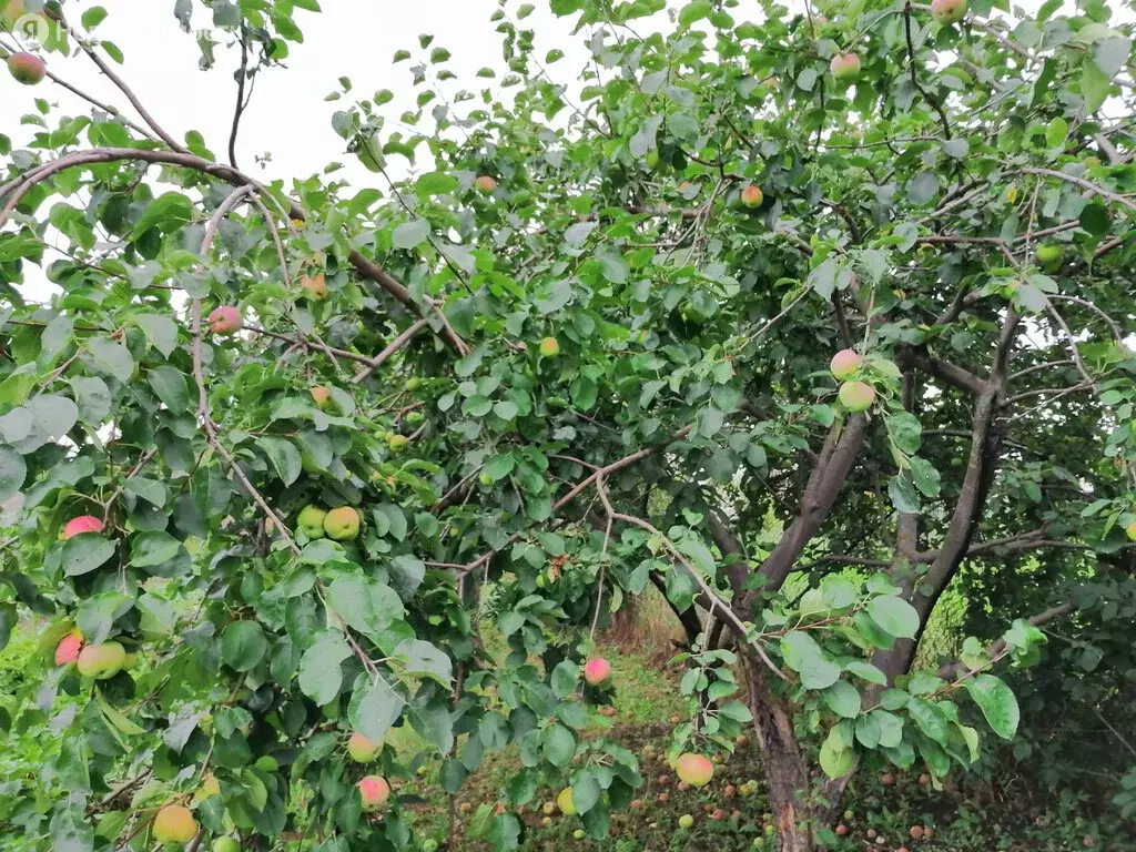 Дом в село Генеральское, Кооперативный переулок, 9 (90 м), Купить дом  Генеральское, Энгельсский район, ID объекта - 50012729794