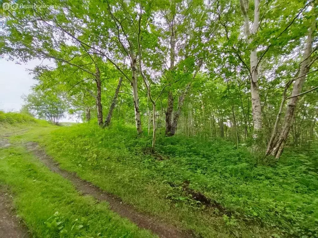 Участок в посёлок Пионерский, СНТ Полисадник (6.59 м) - Фото 0