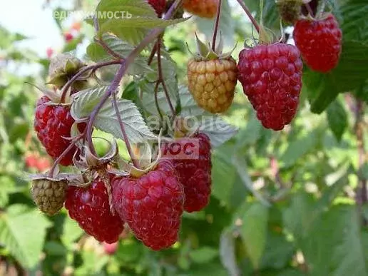 Дом в Выселковский район, Бузиновское сельское поселение, станица ... - Фото 2