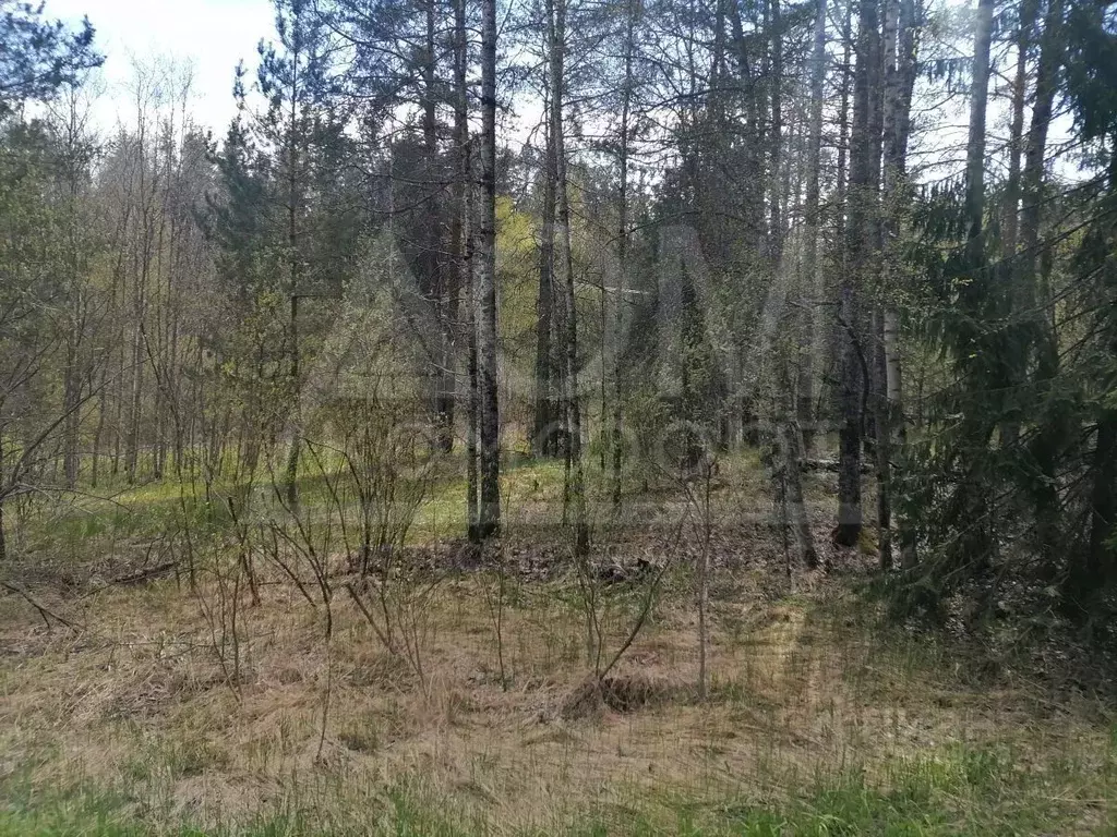 Участок в Ленинградская область, Приозерское городское поселение, пос. ... - Фото 1
