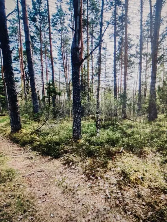 Участок в Псковская область, Гдовский район, Самолвовская волость, д. ... - Фото 1