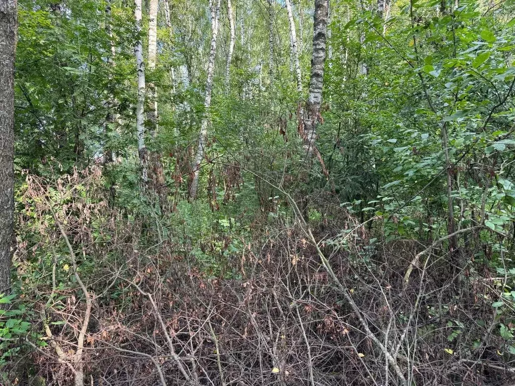 Участок в Московская область, Богородский городской округ, д. Жилино  ... - Фото 1