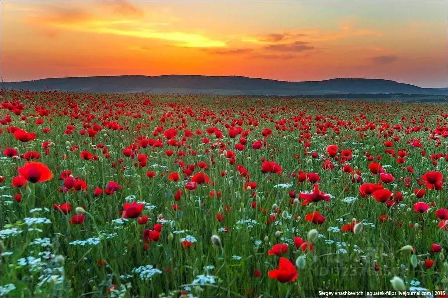 Участок в Крым, Сакский район, Суворовское с/пос, с. Великое  (3300.0 ... - Фото 1