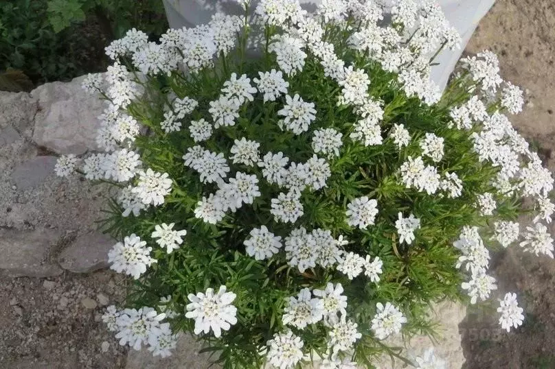 Дом в Крым, Алупка ш. Севастопольское, 67А (10 м) - Фото 2