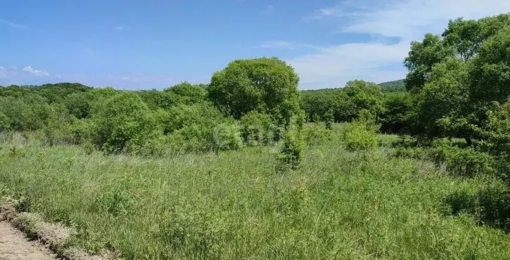 Участок в Приморский край, Надеждинский район, с. Вольно-Надеждинское ... - Фото 1