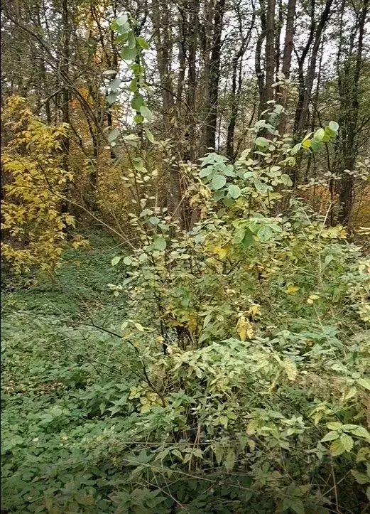 Участок в Московская область, Лосино-Петровский городской округ, д. ... - Фото 1