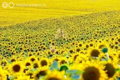 Участок в Вольский район, Черкасское муниципальное образование, село ... - Фото 1