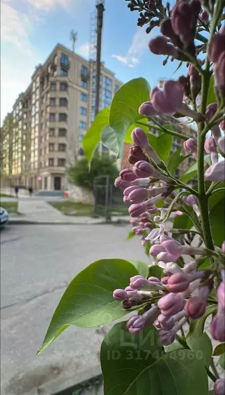 Студия Калининградская область, Калининград ул. Старшины Дадаева, 55к1 ... - Фото 0