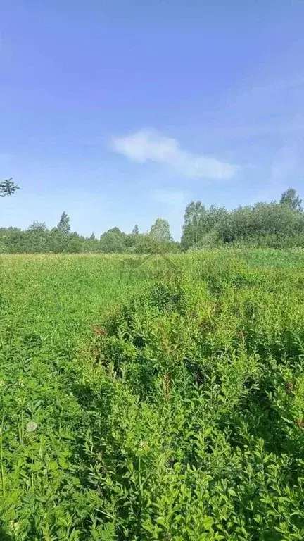 Участок в Новгородская область, Крестецкий муниципальный округ, д. ... - Фото 2
