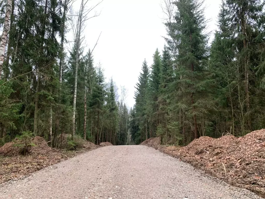 Участок в Московская область, Одинцовский городской округ, Рига лес кп ... - Фото 1