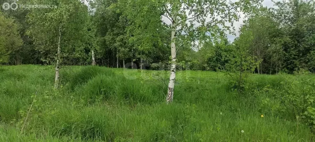 Участок в Ярославский муниципальный округ, деревня Ракино, Афонская ... - Фото 1