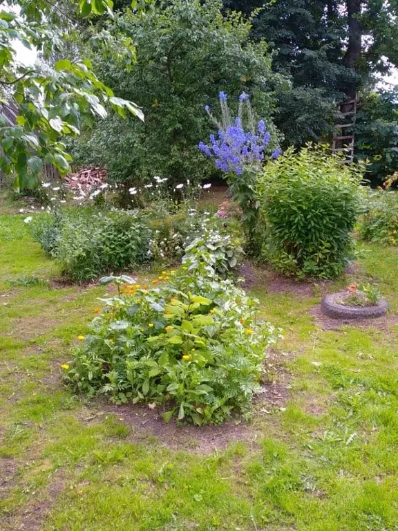 Участок в Псковская область, Плюсса рп ул. Скворцова, 14 (18.0 сот.) - Фото 1