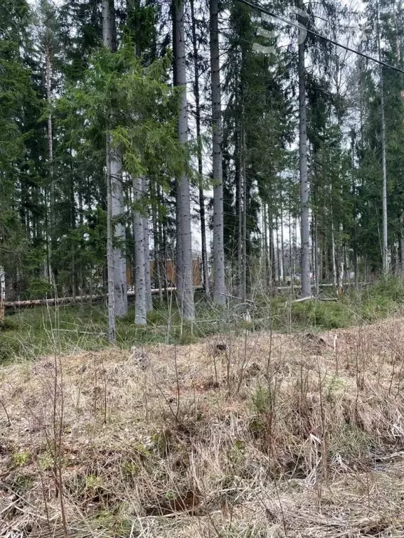 Участок в Ленинградская область, Всеволожский район, Сертоловское ... - Фото 0