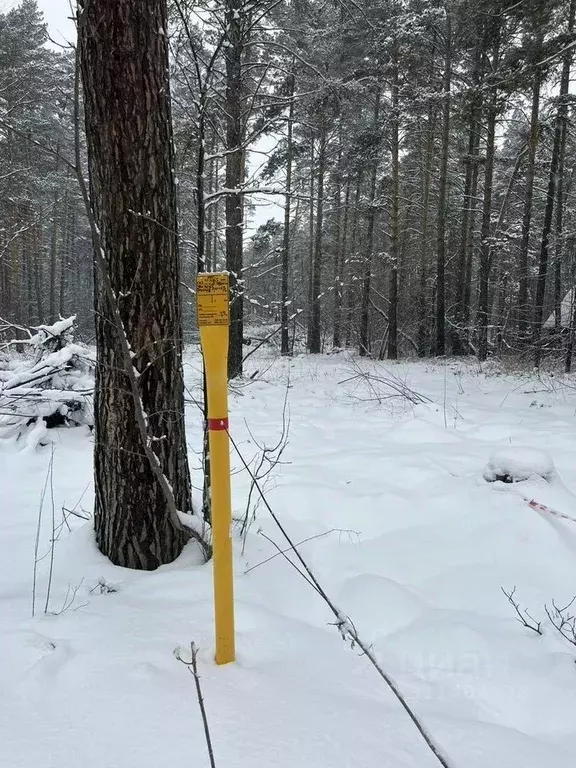 Участок в Новосибирская область, Новосибирский район, с. Барышево  ... - Фото 1