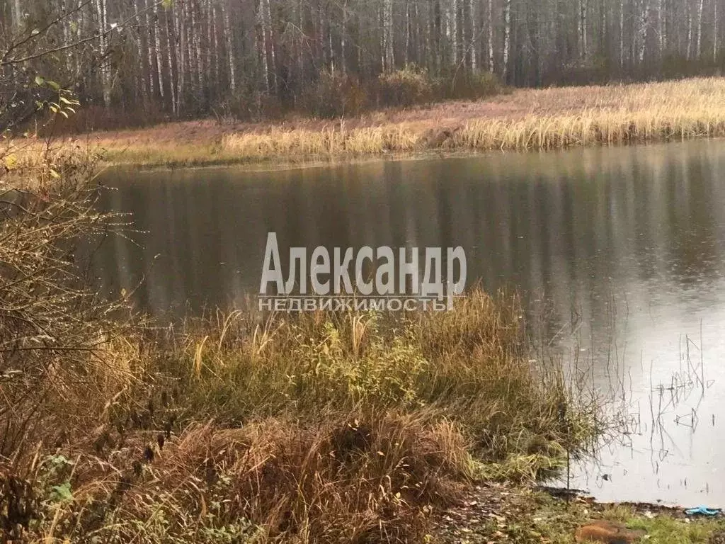 Участок в Ленинградская область, Выборгский район, Приморское ... - Фото 1