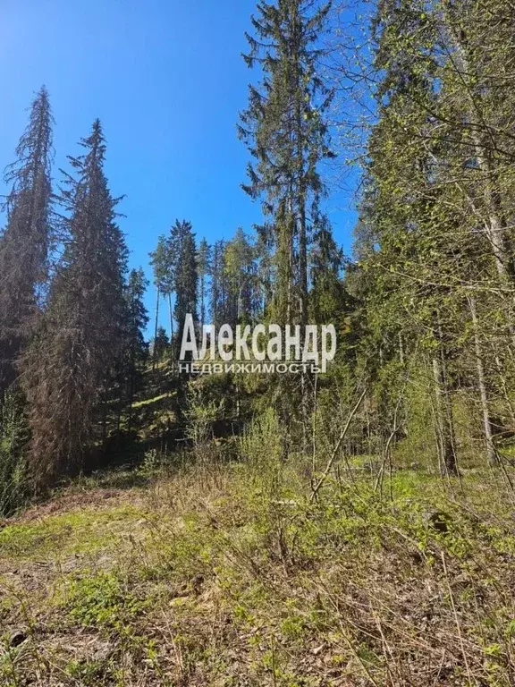 Участок в Карелия, Лахденпохья ул. Суворова (15.0 сот.) - Фото 1