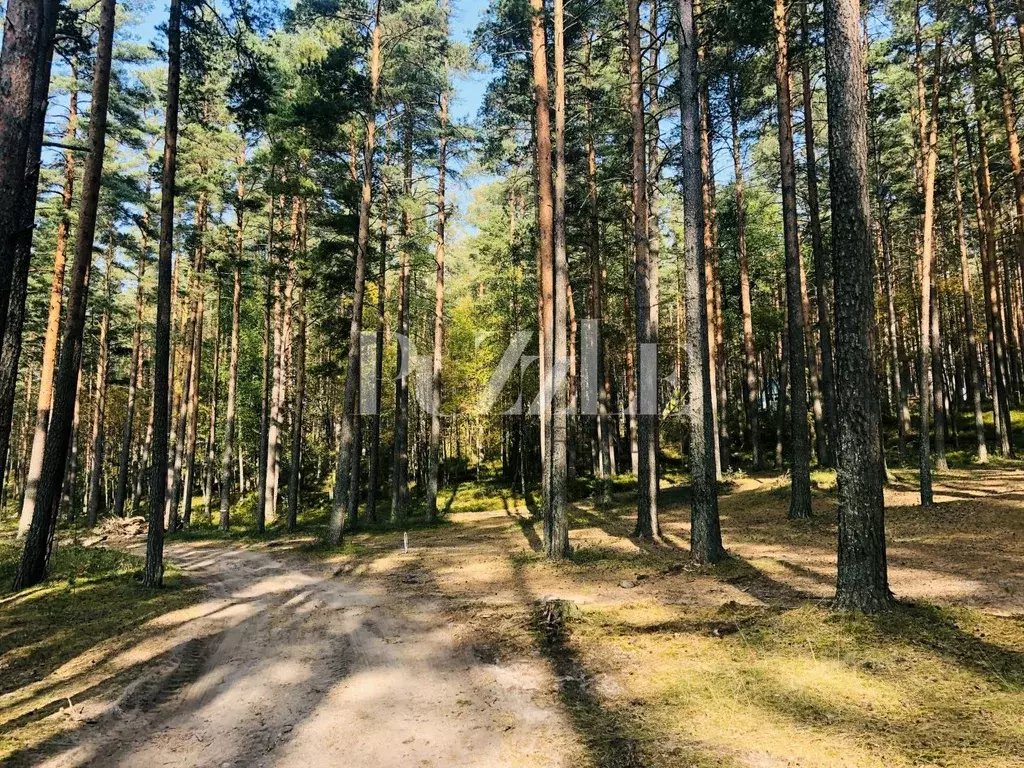 Участок в Ленинградская область, Приозерский район, Петровское с/пос, ... - Фото 2