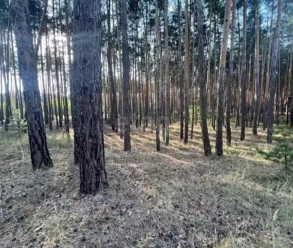 Участок в Белгородская область, Белгородский район, Поселок Разумное ... - Фото 2