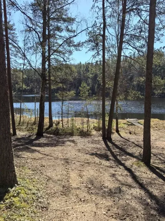 Участок в Ленинградская область, Приозерский район, Красноозерное ... - Фото 0