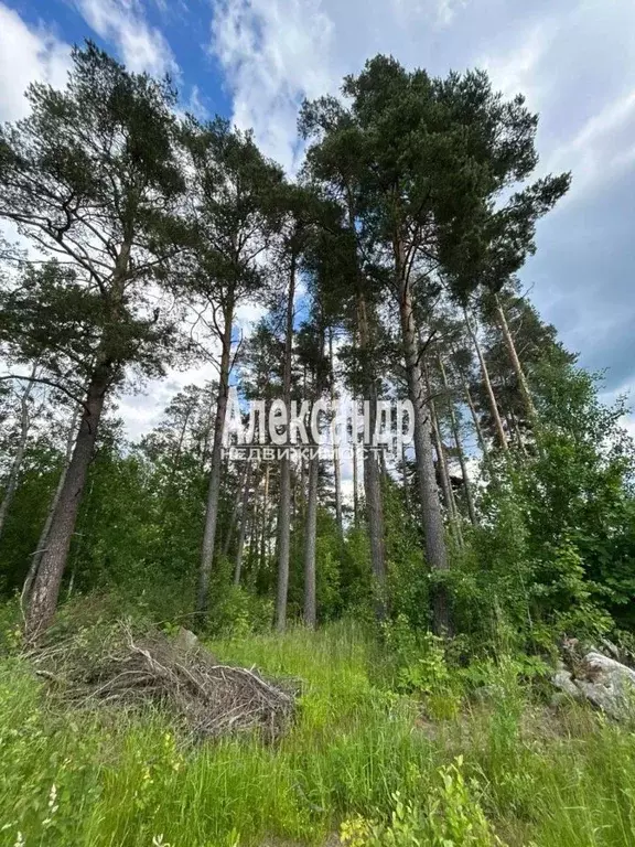 Участок в Ленинградская область, Приозерск  (12.0 сот.) - Фото 1
