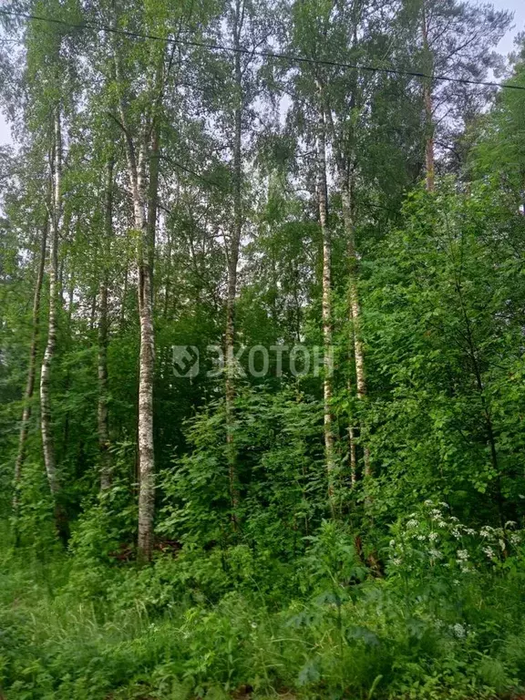 Участок в Ленинградская область, Приозерский район, Ромашкинское ... - Фото 1