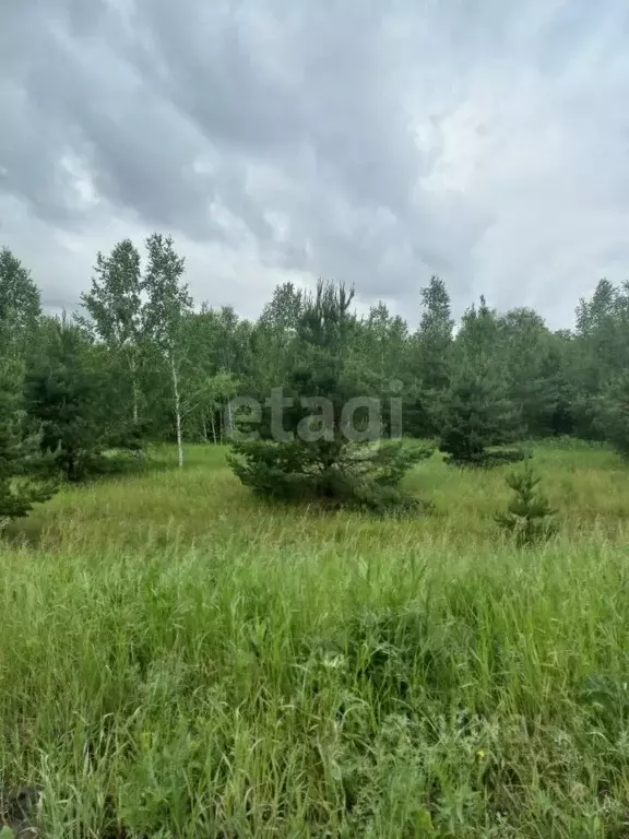 Участок в Омская область, Омский район, Чернолучинский дп  (5.0 сот.) - Фото 0