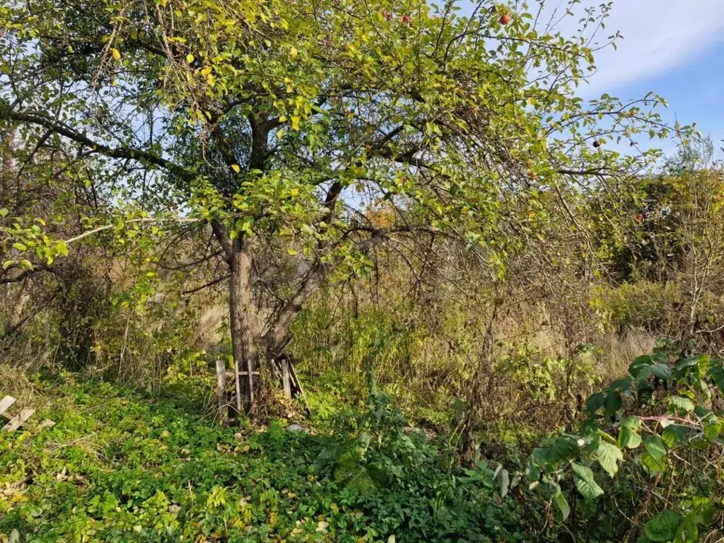 Участок в Калининградская область, Гурьевский муниципальный округ, ... - Фото 1