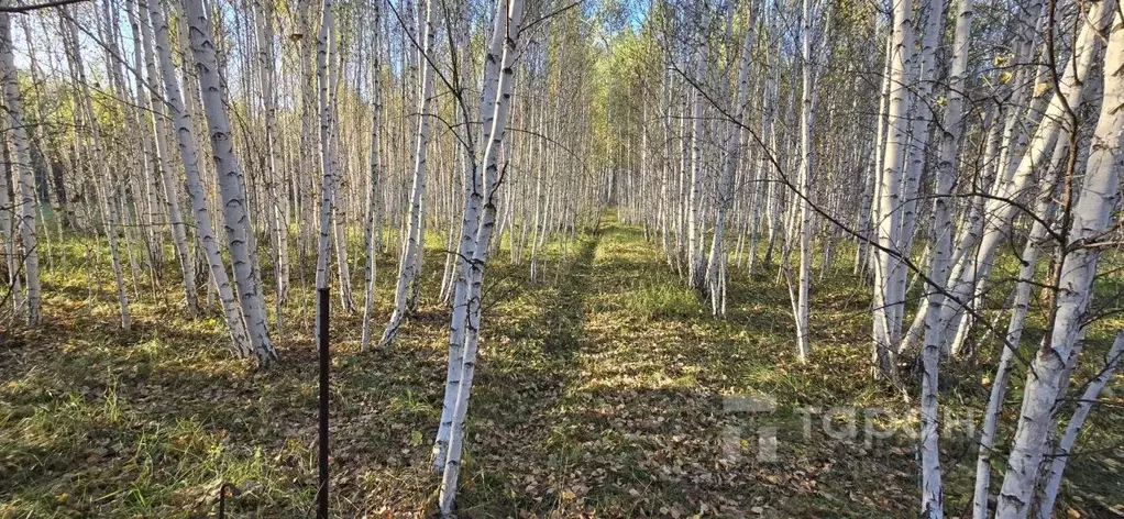 Участок в Челябинская область, Сосновский район, Кременкульское с/пос, ... - Фото 1