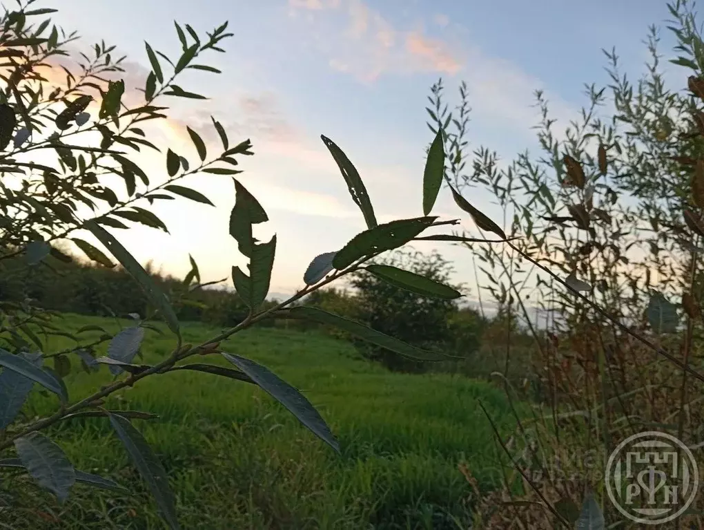 Участок в Ленинградская область, Тихвинский район, Горское с/пос, д. ... - Фото 2